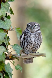 Little Owl