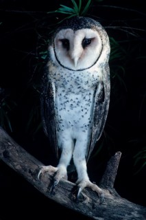 Australian Masked Owl