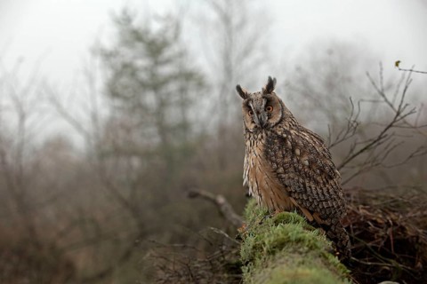Adult long-eared owl