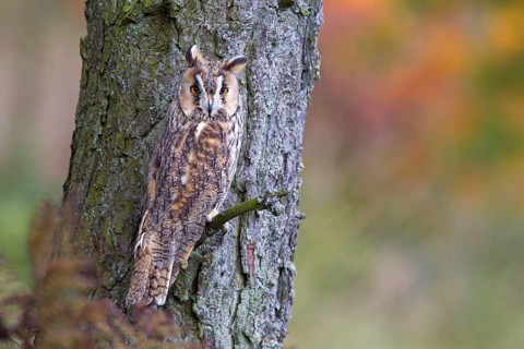 Long-eared owl