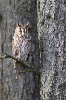 Long-eared owl