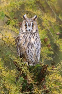 Long-eared owl