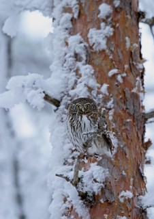 Eurasian Pygmy-owl