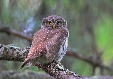 Eurasian Pygmy-owl