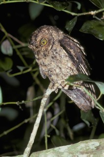 Seychelles scops owl