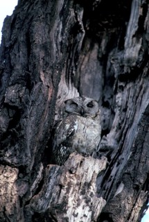 Indian scops-owl