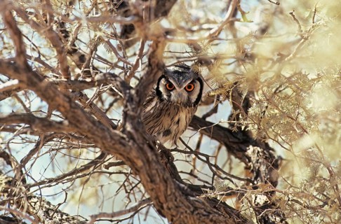 Bush Owl