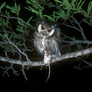 Bush Owl