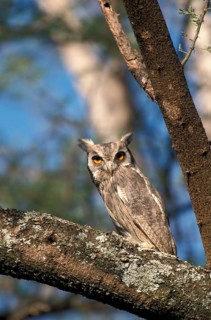 Bush Owl