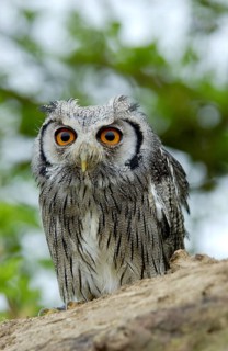 Bush Owl