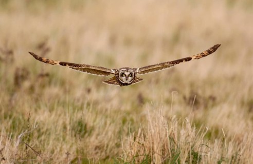 Short-eared owl