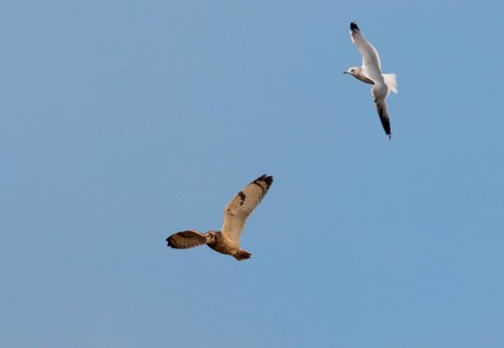 Short-eared Owl