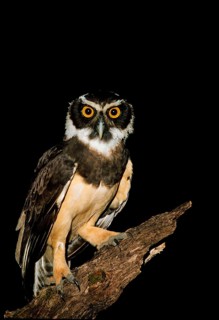 Spectacled Owl