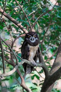 Spectacled owl