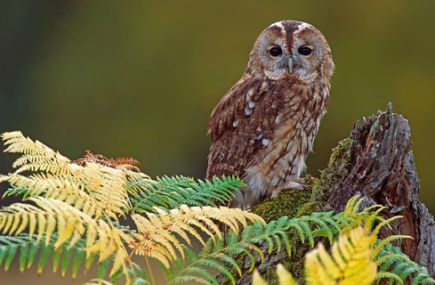 Tawny Owl