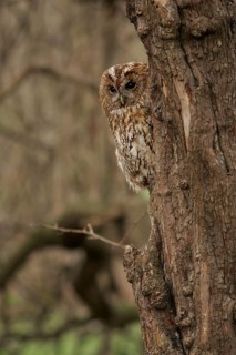 Tawny Owl