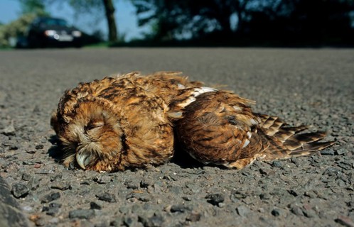 Tawny Owl