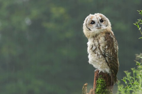 Tawny owl