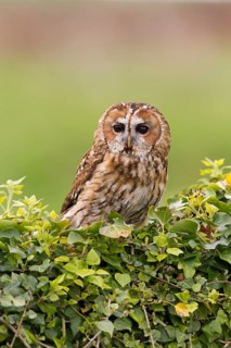 Tawny Owl
