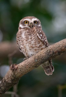Spotted Owl