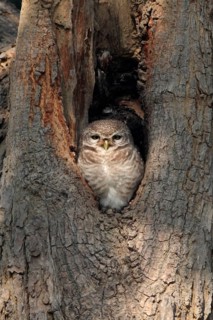Spotted owlet