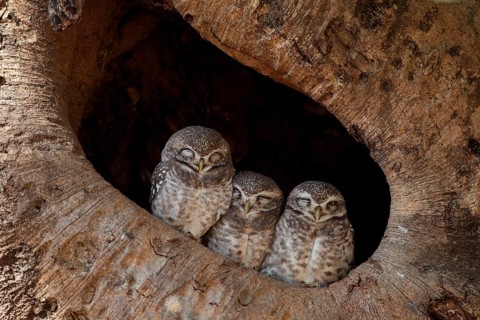 Spotted owlet