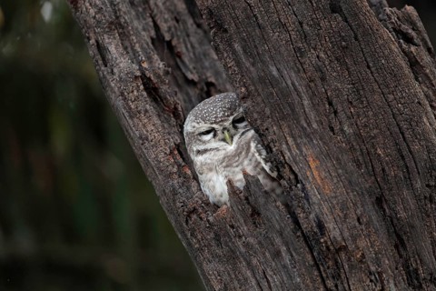 Spotted owlet