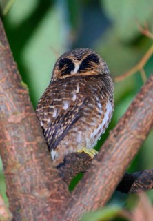 Collared Owlet