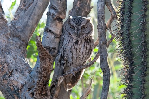 Western Screech-owl