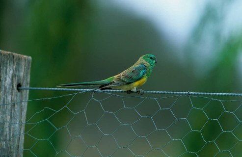 Red-rumped parrot