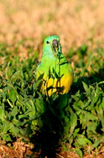 Red-rumped parrot