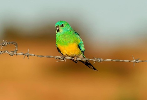 Red-rumped parrot