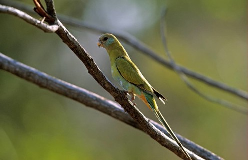 Hooded parrot