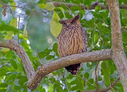 Tawny fish owl