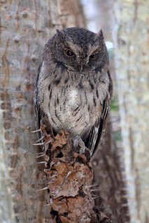 Madagascar Scops-owl