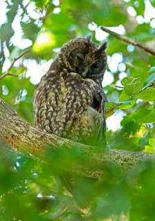 Little Owl