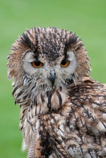 Indian eagle-owl