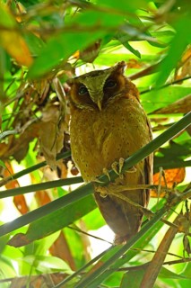 White-fronted scops owl