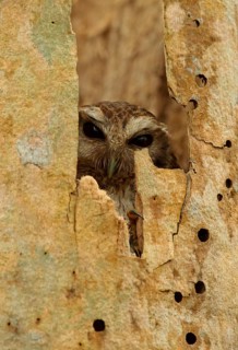 Cuban Screech-Owl