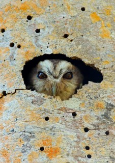 Cuban screech owl