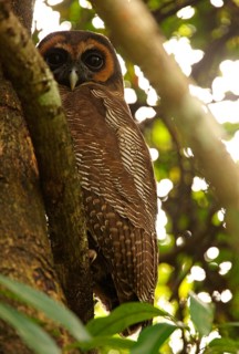 Brown tawny owl