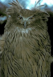 Blakiston's fish owl