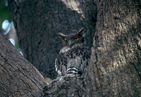 Waved-breasted Fish Owl