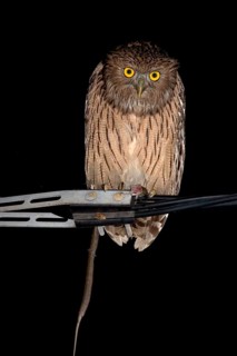 Brown fish owl