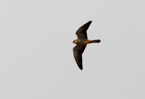 Amur falco