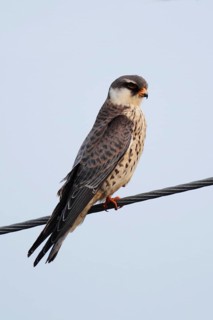 Amur falco