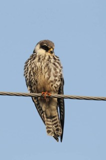 Amur falco