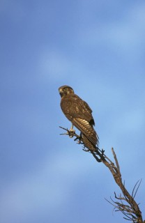 Gosbrown falcon