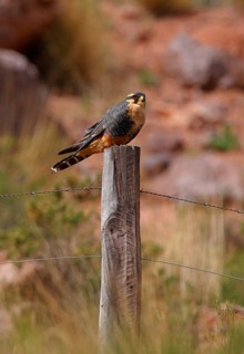 Aplomado falcon