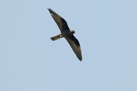 Eleonora's Falcon